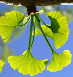 Gingko